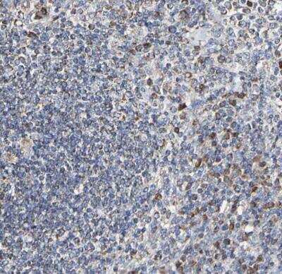 Immunohistochemistry-Paraffin: IL18R1 Antibody [NBP1-85782]