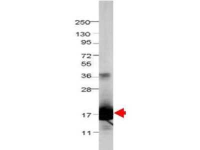 Western Blot: IL-36Ra/IL-1F5 Antibody [NBP1-77873]