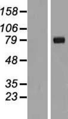 Western Blot: IL1RAPL2 Overexpression Lysate [NBL1-11931]