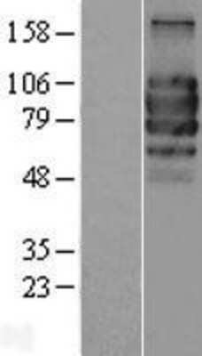 Western Blot: IL-27R alpha/WSX-1/TCCR Overexpression Lysate [NBP2-07816]