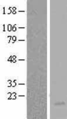 Western Blot: IL-3 Overexpression Lysate [NBL1-11950]