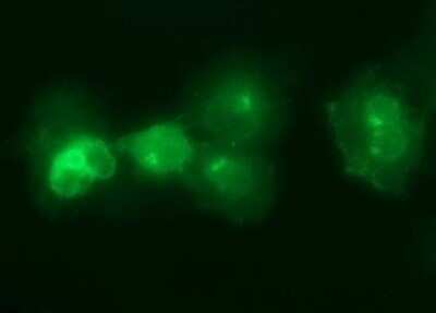 Immunocytochemistry/ Immunofluorescence: IL6R Antibody (OTI2F4) - Azide and BSA Free [NBP2-71029]