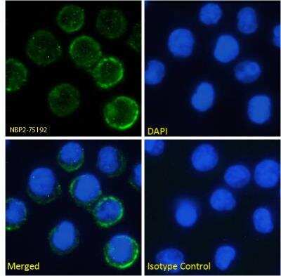 Immunofluorescence: IL6R Antibody (rhPM-1 (Tocilizumab)) - Azide and BSA Free [NBP2-75192]