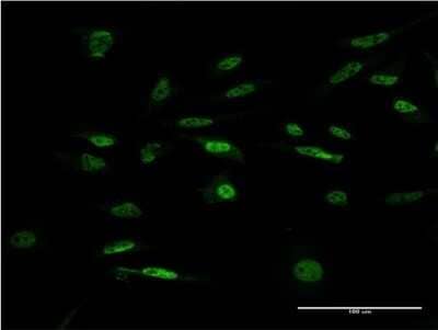 Immunocytochemistry/ Immunofluorescence: ILF1 Antibody (4A11) [H00003607-M04]