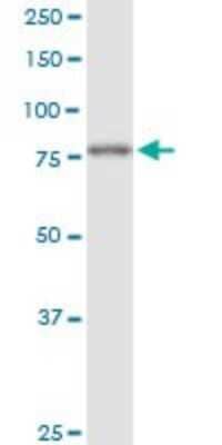 Western Blot: ILF1 Antibody (4A11) [H00003607-M04]