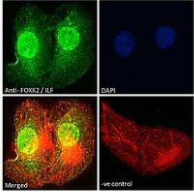 Immunocytochemistry/ Immunofluorescence: ILF1 Antibody [NB100-1285]