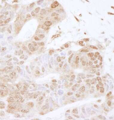 Immunohistochemistry-Paraffin: ILF1 Antibody [NB100-88147]