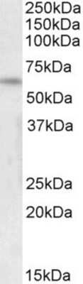 Western Blot: ILF1 Antibody [NB100-1285]