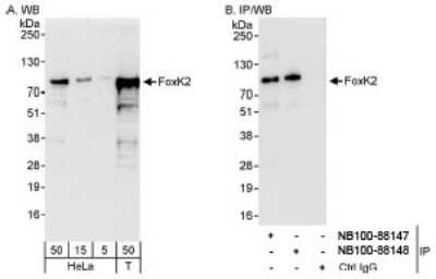 Western Blot: ILF1 Antibody [NB100-88147]