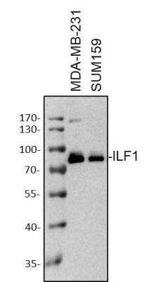 Western Blot: ILF1 Antibody [NB100-88148]