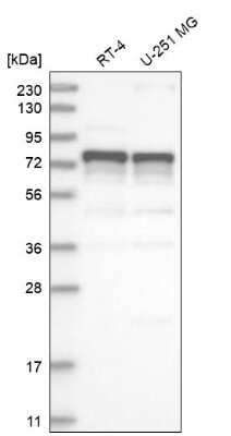 Western Blot: ILF1 Antibody [NBP1-87700]