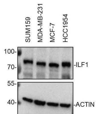 Western Blot: ILF1 Antibody [NBP1-87700]