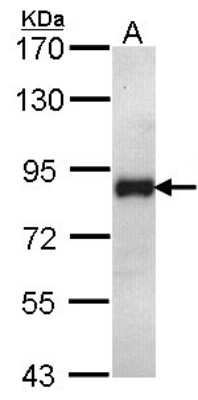 Western Blot: ILF1 Antibody [NBP2-16959]