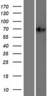 Western Blot: ILF1 Overexpression Lysate [NBP2-10526]