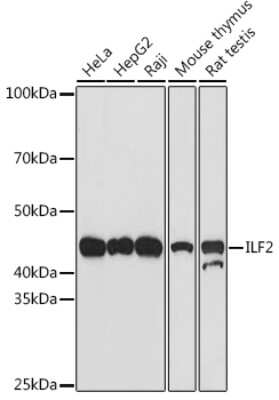 Western Blot: ILF2 Antibody (5P1K2) [NBP3-16819]