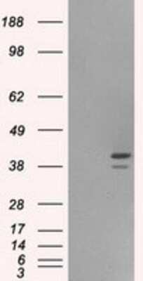 Western Blot: ILF2 Antibody (OTI6F1) [NBP1-47811]