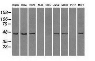 Western Blot: ILF2 Antibody (OTI6F1) [NBP1-47811]