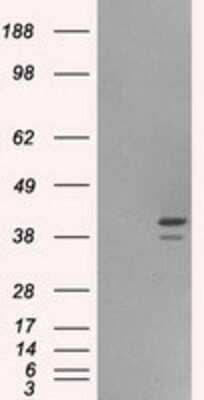 Western Blot: ILF2 Antibody (OTI6F1)Azide and BSA Free [NBP2-71036]