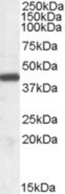 Western Blot: ILF2 Antibody [NBP1-00204]