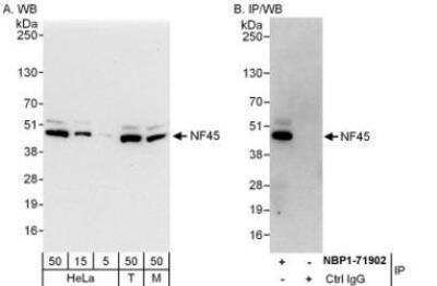 Western Blot: ILF2 Antibody [NBP1-71902]