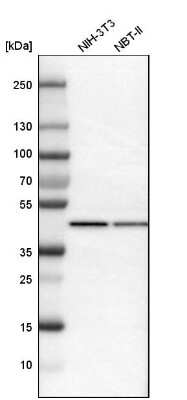 Western Blot: ILF2 Antibody [NBP1-82586]