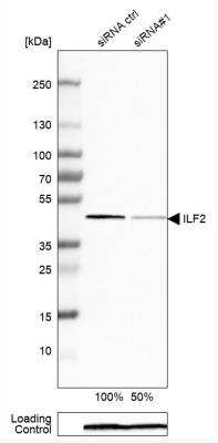 Western Blot: ILF2 Antibody [NBP1-82586]