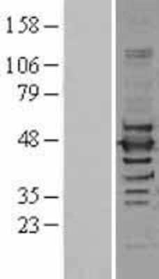 Western Blot: ILF2 Overexpression Lysate [NBL1-11972]