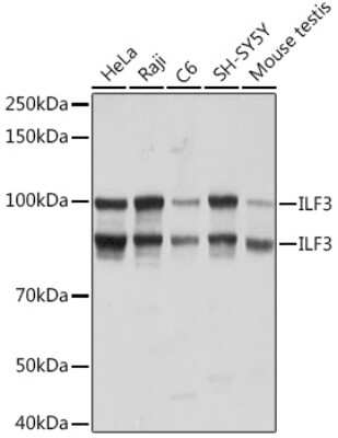 Western Blot: ILF3 Antibody (0S2N7) [NBP3-16664]