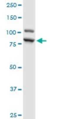 Western Blot: ILF3 Antibody [H00003609-B01P]
