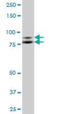 Western Blot: ILF3 Antibody [H00003609-B01P]