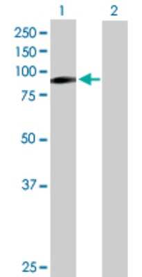 Western Blot: ILF3 Antibody [H00003609-B01P]