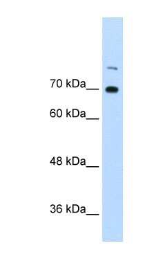 Western Blot: ILF3 Antibody [NBP1-58225]