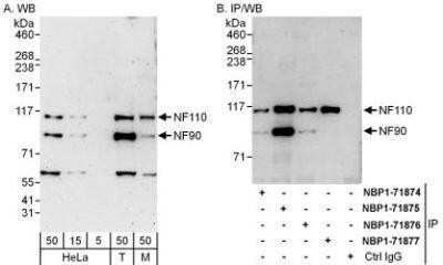 Western Blot: ILF3 Antibody [NBP1-71876]