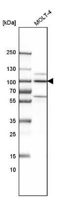 Western Blot: ILF3 Antibody [NBP1-84056]