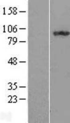 Western Blot: ILF3 Overexpression Lysate [NBL1-11973]