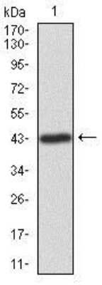 Western Blot: ILK Antibody (3A9)BSA Free [NBP2-37448]