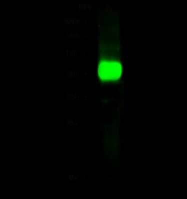 Western Blot: ILKAP/PP2C delta Antibody [NBP3-00036]