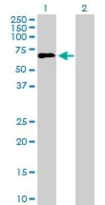 Western Blot: ILT1/CD85h/LILRA2 Antibody [H00011027-B01P]