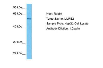 Western Blot: ILT4/CD85d/LILRB2 Antibody [NBP1-98554]