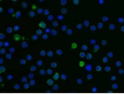 Immunocytochemistry/ Immunofluorescence: ILT5/CD85a/LILRB3 Antibody (058) [NBP2-90707]