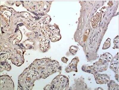 Immunohistochemistry-Paraffin: ILT5/CD85a/LILRB3 Antibody (MM0413-9S32) - Azide and BSA Free [NBP2-11729]