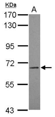 Western Blot: ILT5/CD85a/LILRB3 Antibody [NBP2-15015]