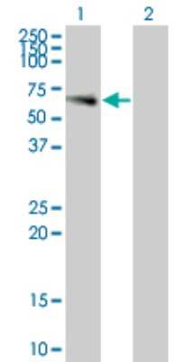 Western Blot: ILT6/CD85e/LILRA3 Antibody (2E9) [H00011026-M01]