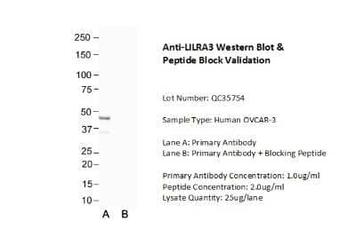 Western Blot: ILT6/CD85e/LILRA3 Antibody [NBP1-98549]