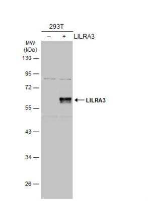 Western Blot: ILT6/CD85e/LILRA3 Antibody [NBP2-19351]