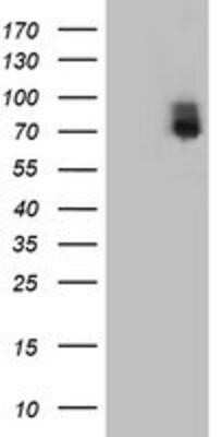 Western Blot: ILVBL Antibody (OTI8B12)Azide and BSA Free [NBP2-71661]