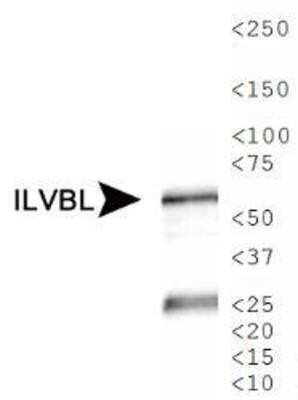 Western Blot: ILVBL Antibody [NBP1-78433]