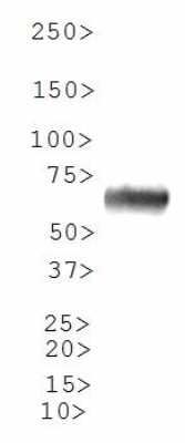 Western Blot: ILVBL Antibody [NBP1-78433]