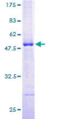 SDS-PAGE: Recombinant Human ILVBL GST (N-Term) Protein [H00010994-P01]