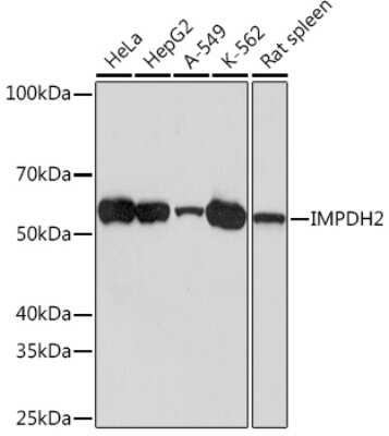 Western Blot: IMP Dehydrogenase 2/IMPDH2 Antibody (4X3S10) [NBP3-16786]